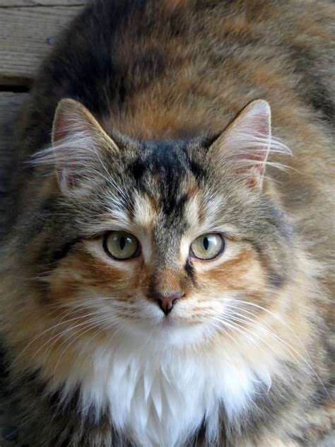 Calico Tabby. Photo by Frederick Meekins | Raining cats and dogs, Cute cats, Tabby kitten