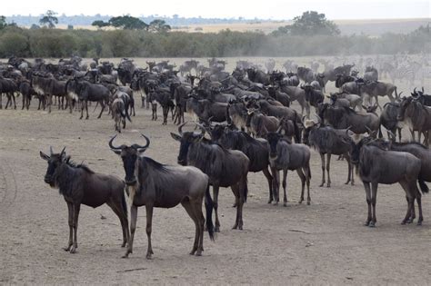 Maasai Mara Great Migration Wildebeest Stampede Pause | World-Adventurer