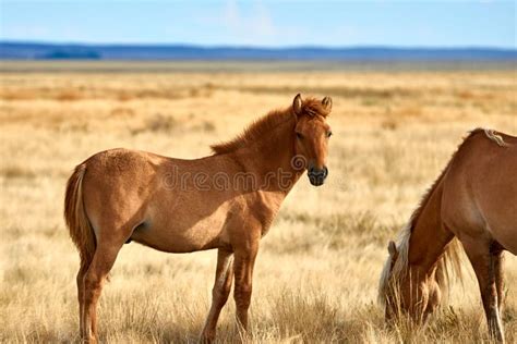 Wild Horses Grazing in Steppe in Central Asia. Stock Image - Image of nomadic, beautiful: 130006669