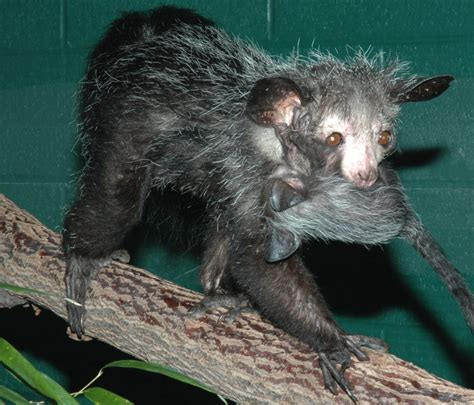 Aye-aye - Duke Lemur Center