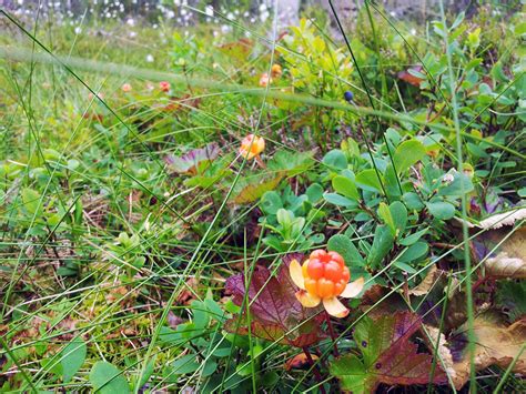 Cloudberry picking | Imaginary Karin