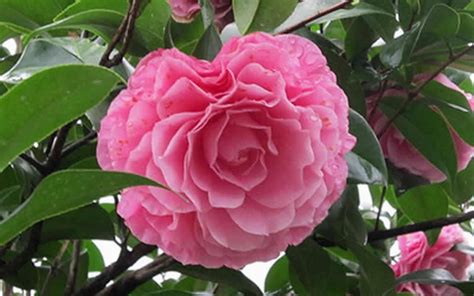 Cile Mitchell Camellia Hybrid - 1 Gallon - Shrub - Japonica Camellias - Spring Blooming | ToGoGarden