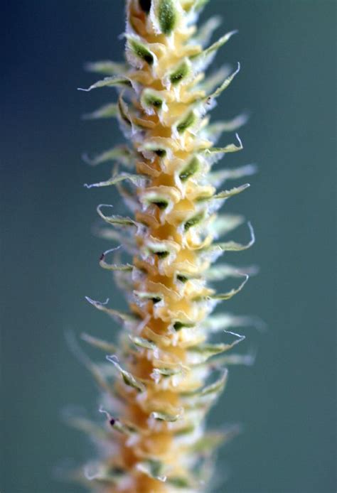 Lycopodium clavatum (Lycopodiaceae) image 33406 at