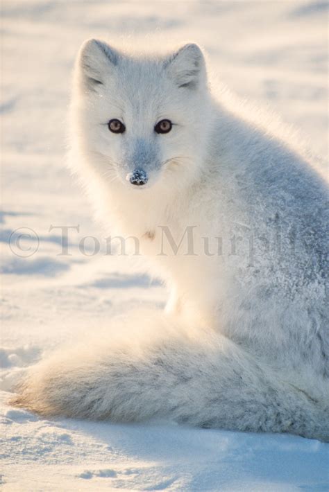 Arctic Fox Snow – Tom Murphy Photography