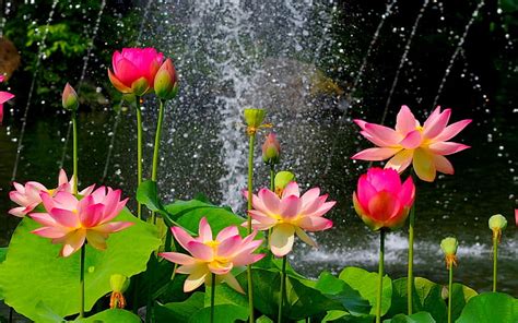 HD wallpaper: Lotus Flower Wallpaper Hd Download Of Pink Lotus Flower ...