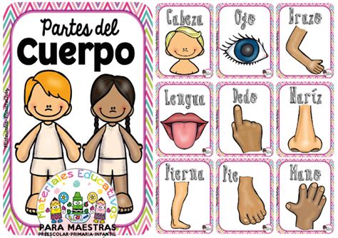 Carteles educativos partes del cuerpo – Artofit