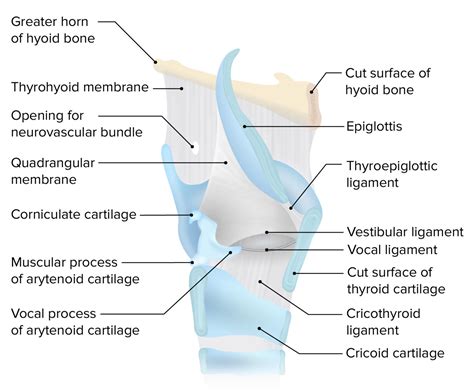 Larynx: Anatomy | Concise Medical Knowledge