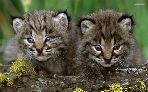 bobcats the animal | Bobcat cubs wallpaper 1680x1050 | Cute animals, Cute baby animals, Baby bobcat