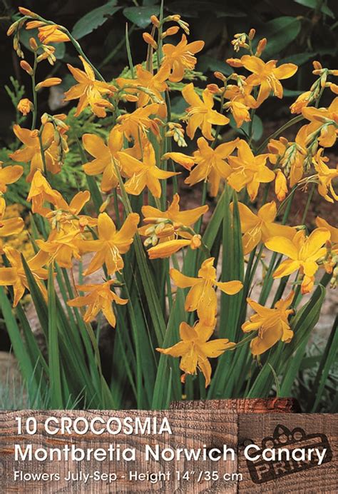 Crocosmia Bulbs - Plants Galore