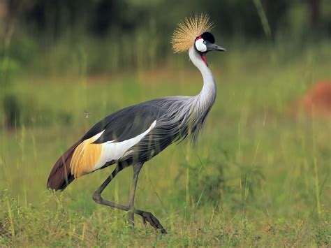 10 Best Bird Watching Destinations in Uganda | Uganda Tour Destination