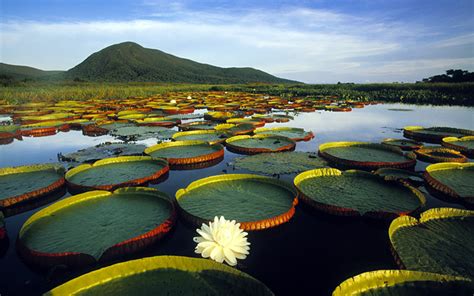 Pantanal Matogrossense | Turismo e dicas de viagem