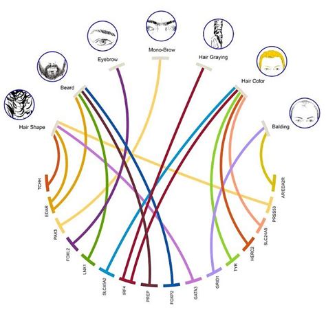 University College London researchers link hair loss to genes and could one day prevent ageing ...