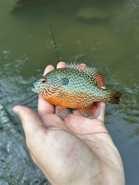 Longear are the prettiest freshwater fish no doubt : r/Fishing