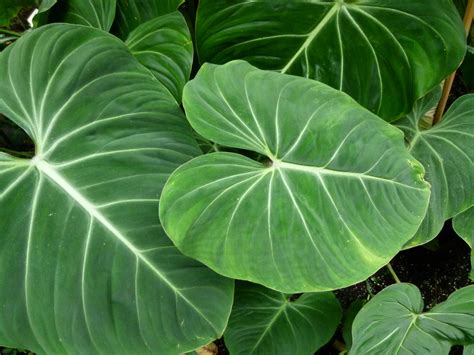 Philodendron gloriosum - Tropics @Home