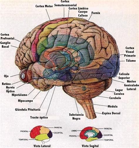 CEREBRO HUMANO Y SUS PARTES | Cerebro humano, Anatomia del cerebro humano, Diagrama de cerebro