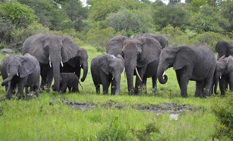 Ivory Prices Fall By 50%, as Chinese Demand Dries Up - Good News Network