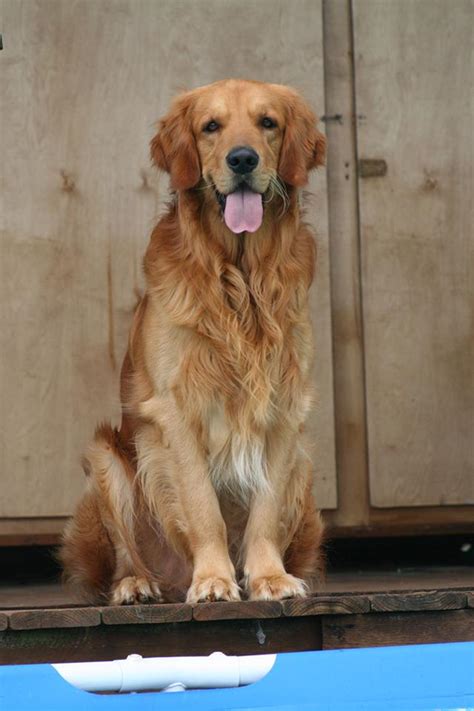 Size and Weight of Golden Retriever - Annie Many