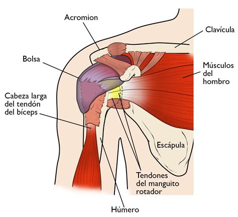 Desgarres del manguito de los rotadores (Rotator Cuff Tears) - OrthoInfo - AAOS