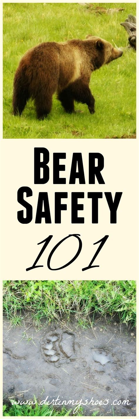 Bear Safety 101 - Preventing an Encounter | Bear safety, Camping and ...