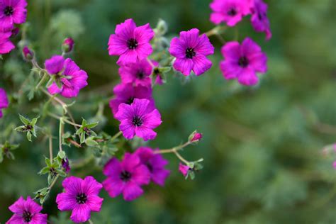 16 Eye-Catching Varieties of Hardy Geranium