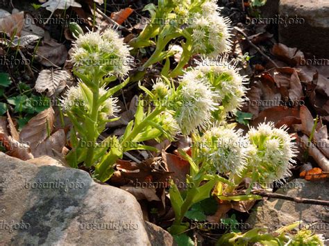 Images Petasites Albus - Images of Plants and Gardens - botanikfoto