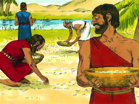 Manna and Quail Featured (Exodus 16) - PnC Bible Reading - Illustrated ...