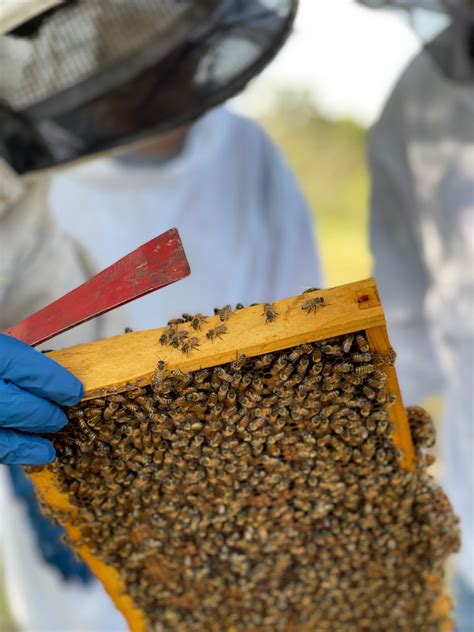 Prime Bees: Beekeeping Lessons