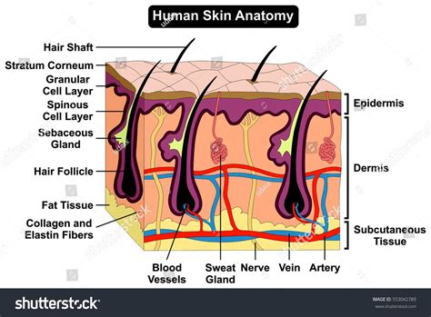 Human Internal Diagram - koibana.info | Skin anatomy, Anatomy images, Anatomy organs