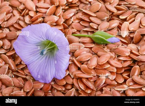 Flax seed flower hi-res stock photography and images - Alamy