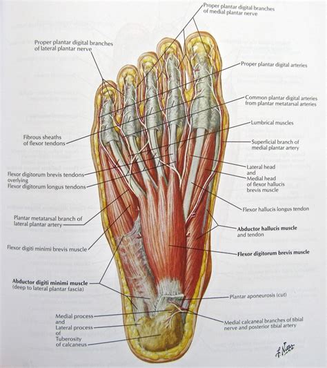 Foot Nerves Anatomy Pictures: Diagram Of Nerves In Foot, – Human Anatomy Diagram | Human anatomy ...