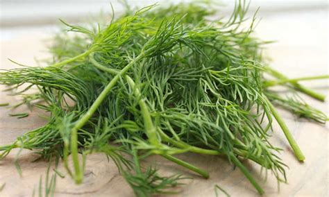 How To Harvest Dill And Store It For Later - Epic Gardening