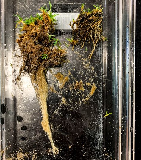 Pythium Development from Heavy Rain - Turf Diseases