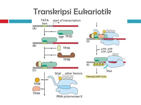 TRANSKRIPSI EUKARIOTIK ASYIIIKKK...............