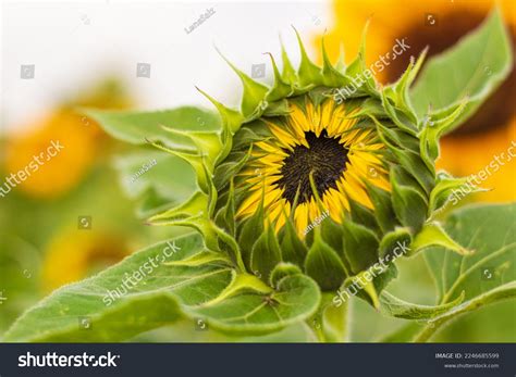 Baby Sunflower Plant Field Stock Photo 2246685599 | Shutterstock