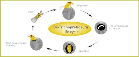 Trichogramma Life Cycle