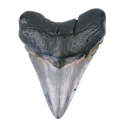 Prehistoric Megalodon Shark Tooth Fossil Artifact Stock Photo - Download Image Now - iStock