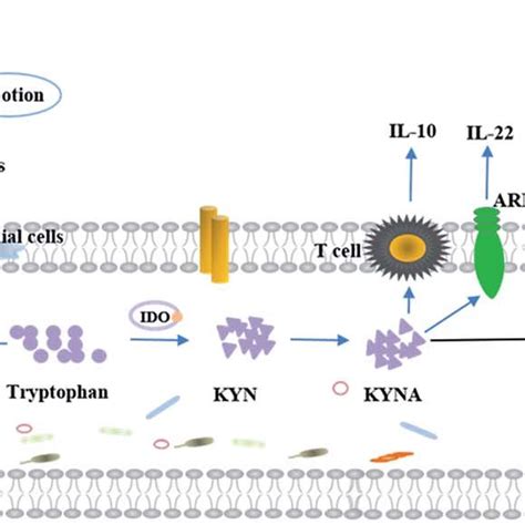 A schematic diagram of the physiological function of tryptophan ...