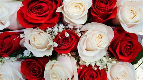 Red And White Roses Wallpapers Desktop Backgrounds - Wallpaper Cave