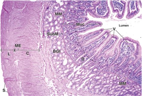 Microvilli In Jejunum Histology Slides | My XXX Hot Girl