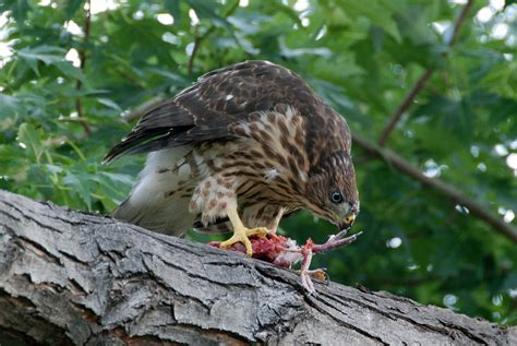 Cooper's Hawk (juvenile) feeding (6) | DSC_0073 | Matt Ratterman | Flickr