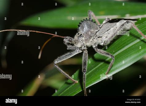 Assassin bug bite hi-res stock photography and images - Alamy