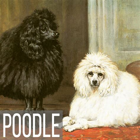 Dogs & Canine Art Prints, Posters, Canvas, Plexiglass & Note Cards