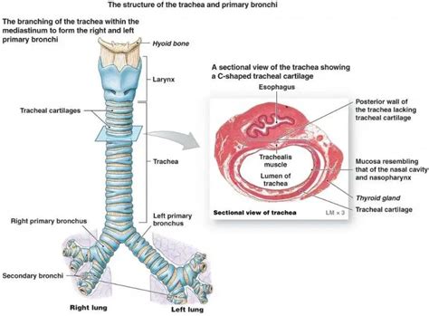 Trachea Diagram Labeled