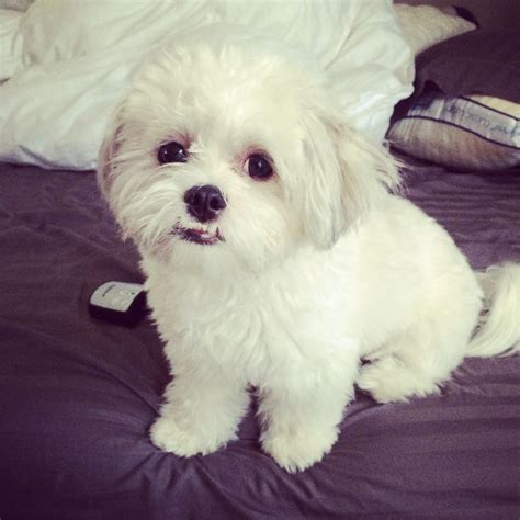 Discover Beautiful Dog Stuff for your beloved Maltese Shih Tzu Shih Tzu Poodle Mix, Maltese Shih ...