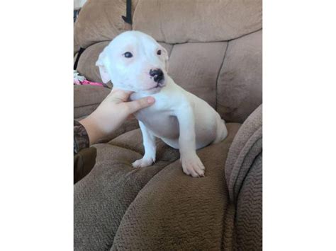 9 weeks old Bullboxer pit puppies Overland Park - Puppies for Sale Near Me