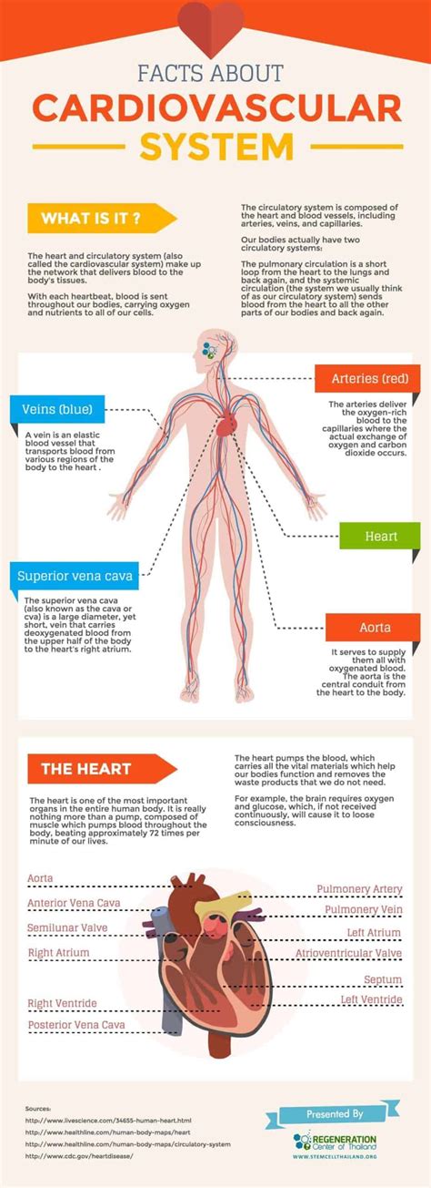 An Overview of The Cardiovascular and Blood Circulatory System