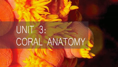 Coral Anatomy | Homeschool science, Anatomy, Pbs learningmedia