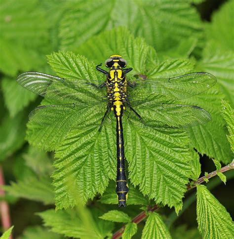 Common Clubtail - British Dragonfly Society