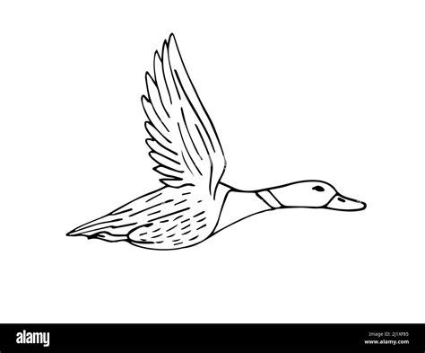 Vector hand drawn sketch flying duck isolated on white background Stock ...