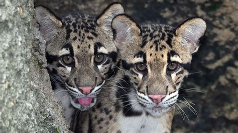 Clouded Leopard Kittens Make Debut at Zoo Miami – NBC 6 South Florida